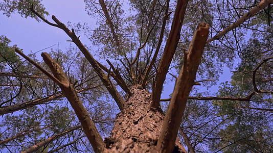 仰望天空中的树枝视频的预览图