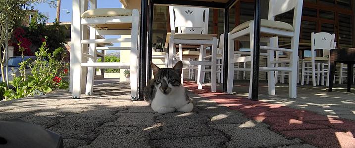 坐在餐厅外面的猫是无形的视频的预览图