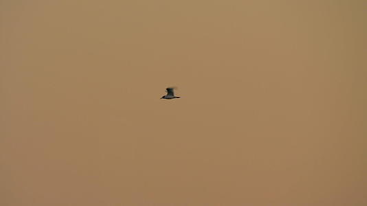 海鸥在夜空中飞翔视频的预览图
