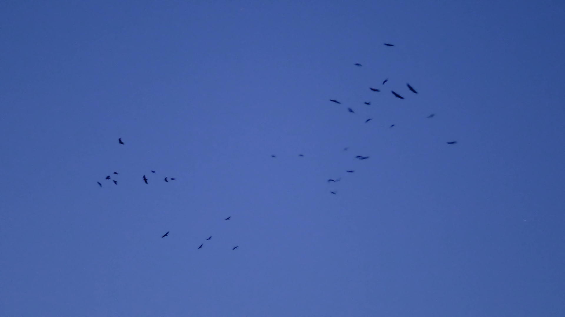 鸟儿在黄昏的天空中飞翔视频的预览图