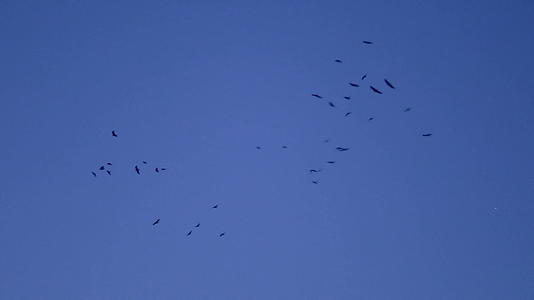 鸟儿在黄昏的天空中飞翔视频的预览图