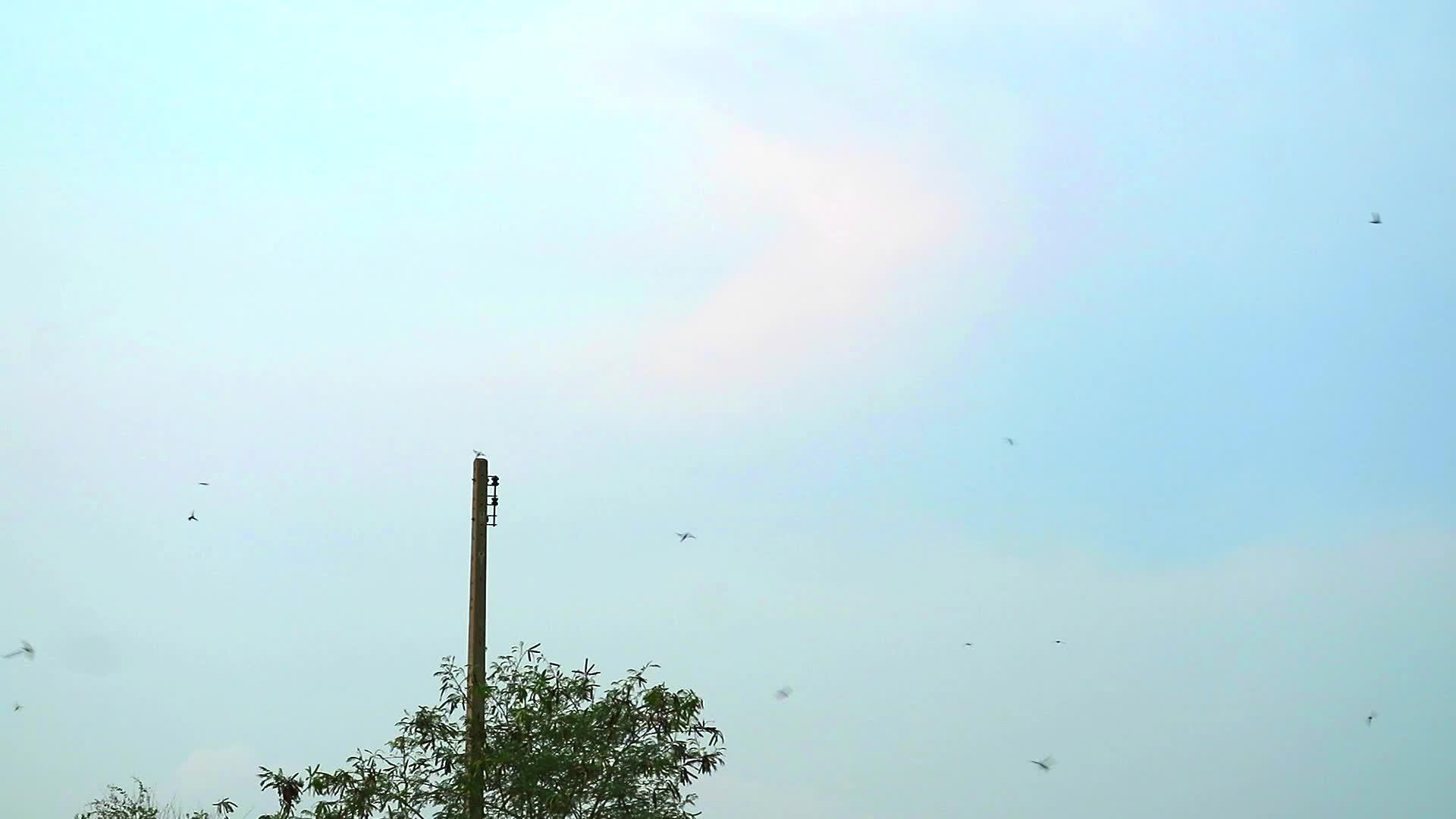 晚上燕子在天空中飞翔喂昆虫喂昆虫视频的预览图