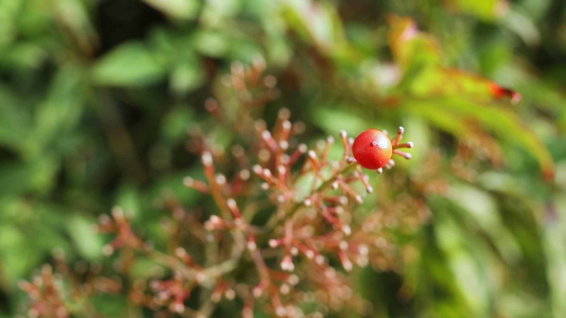 圣竹的红莓视频的预览图