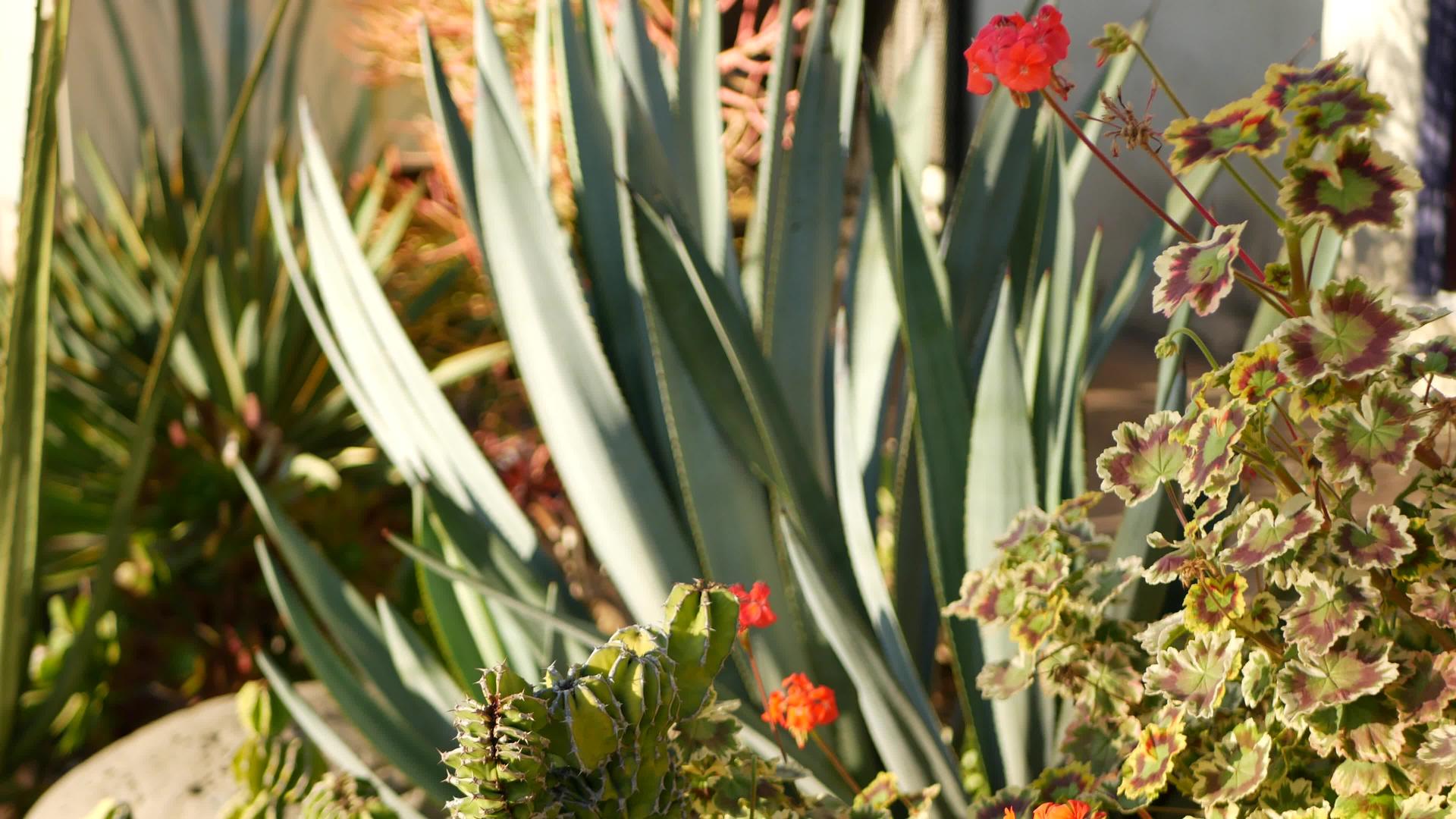 红色天竺葵开花天然植物特写背景猩红色天竺葵在美国视频的预览图