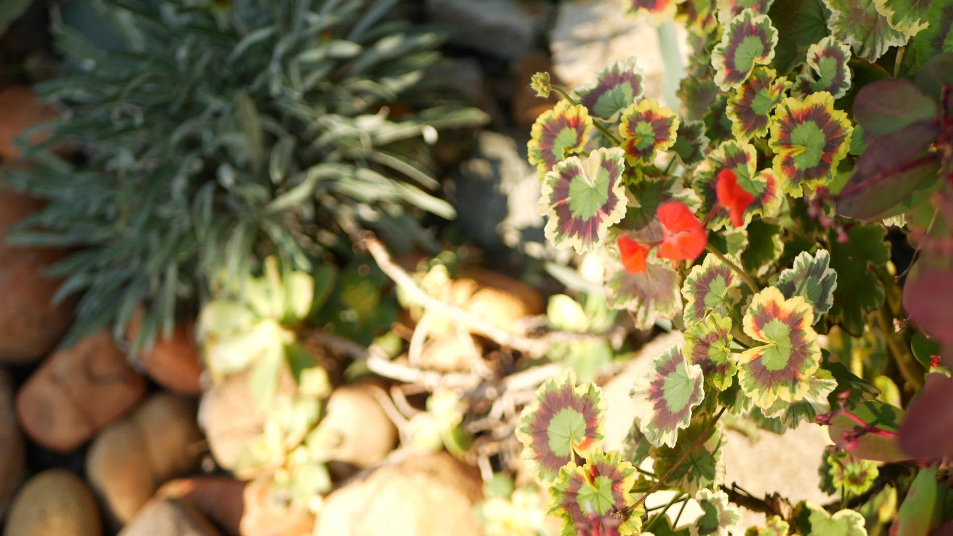 红色天竺葵开花天然植物特写背景猩红色天竺葵在美国视频的预览图