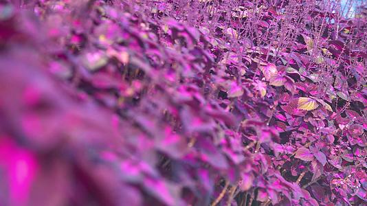 春天紫色叶子植物视频的预览图