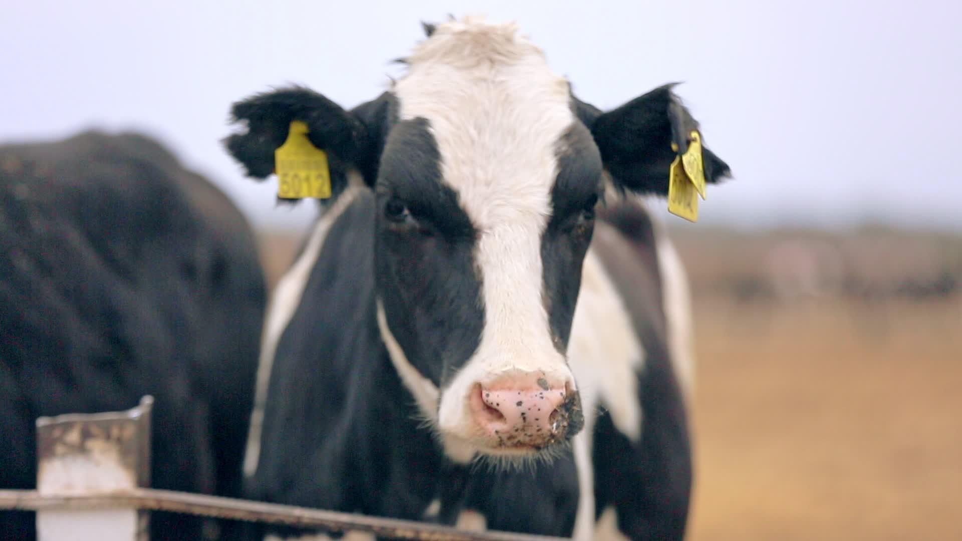 荷斯坦奶牛头牛脸农业畜牧业视频的预览图