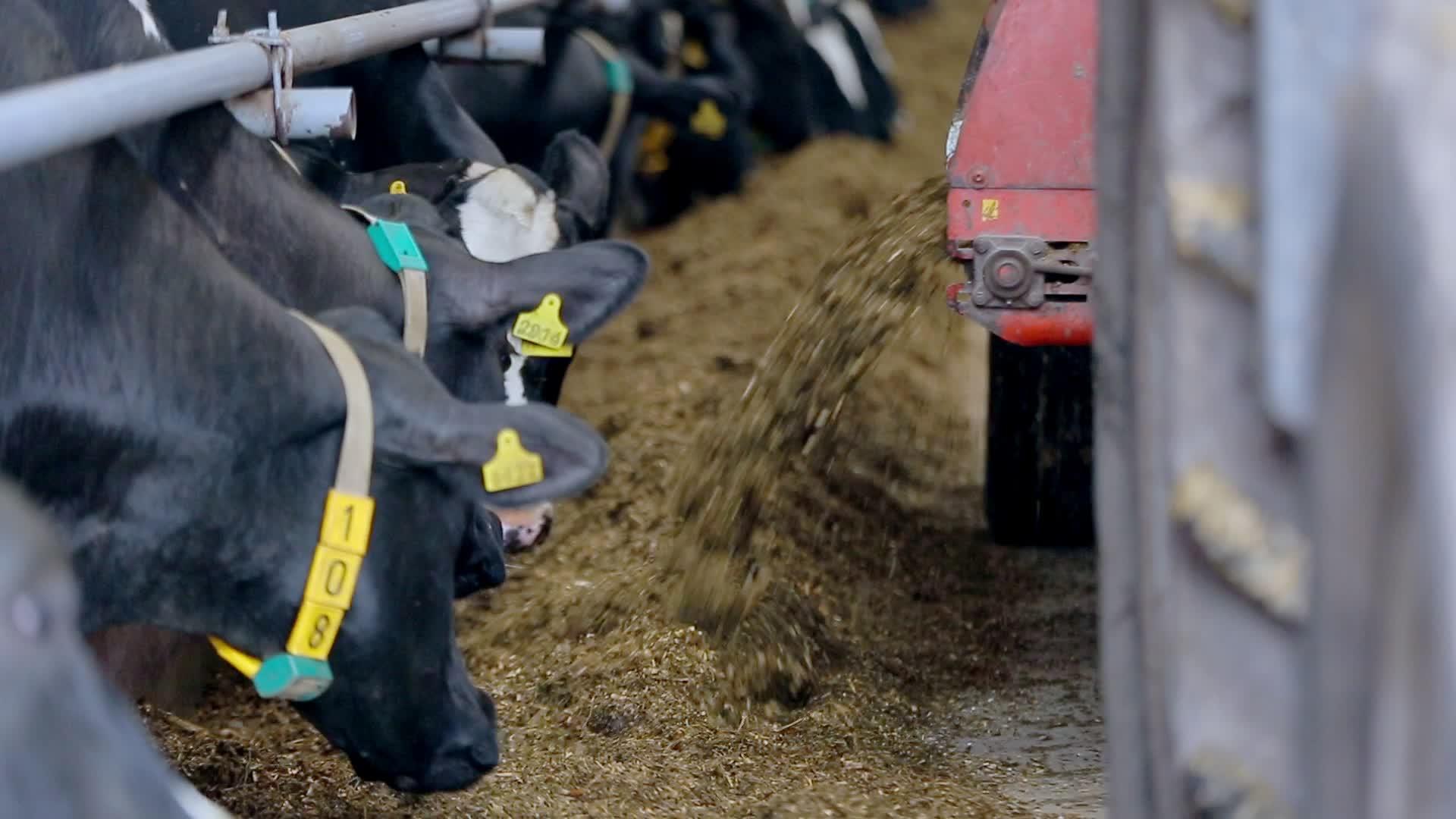牛饲养过程中的现代农场视频的预览图