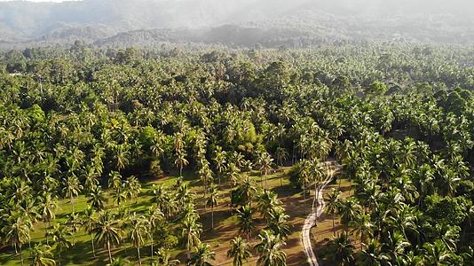 椰子种植园的海岛景观视频的预览图
