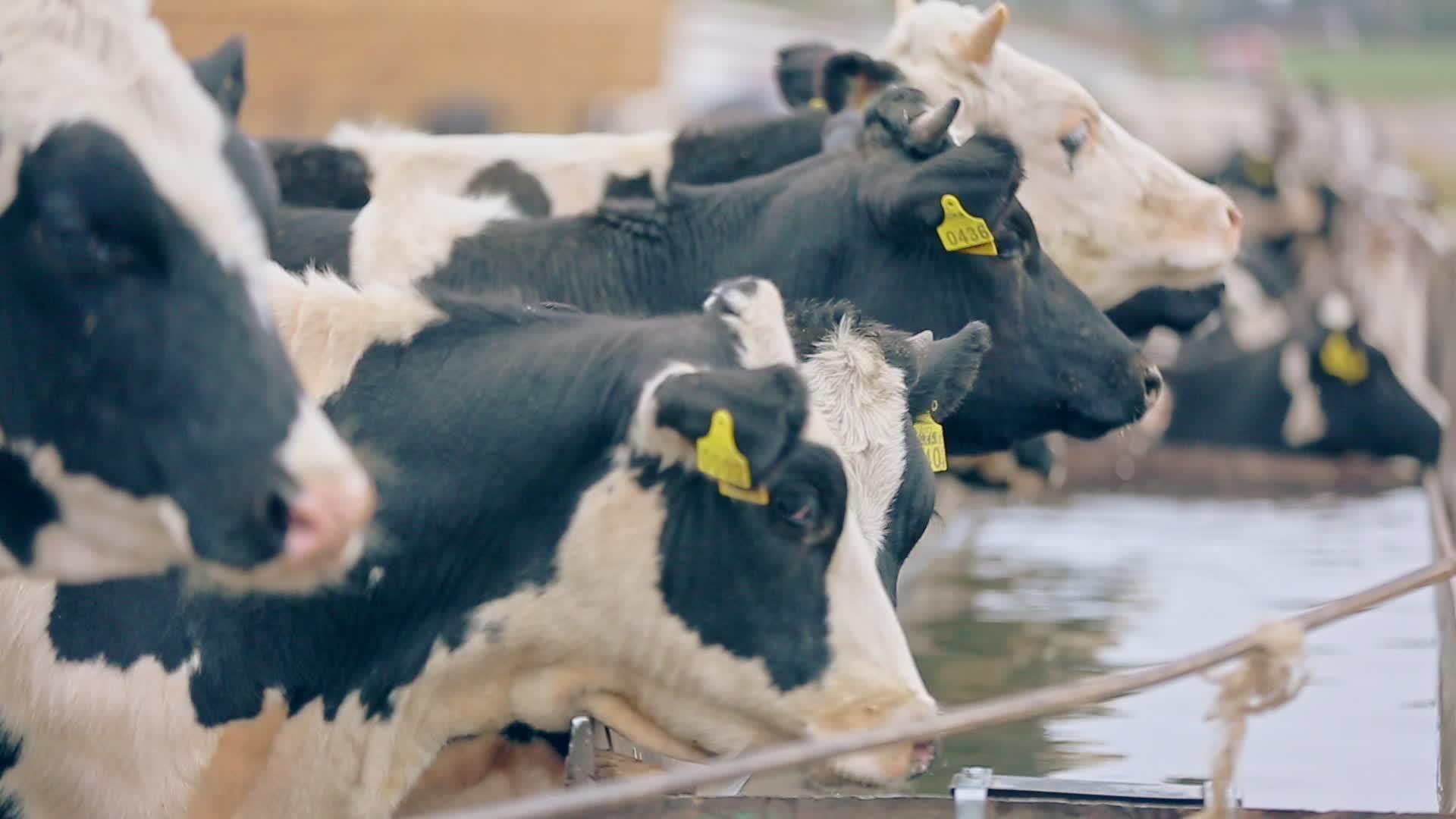 奶牛农场饮用水视频的预览图