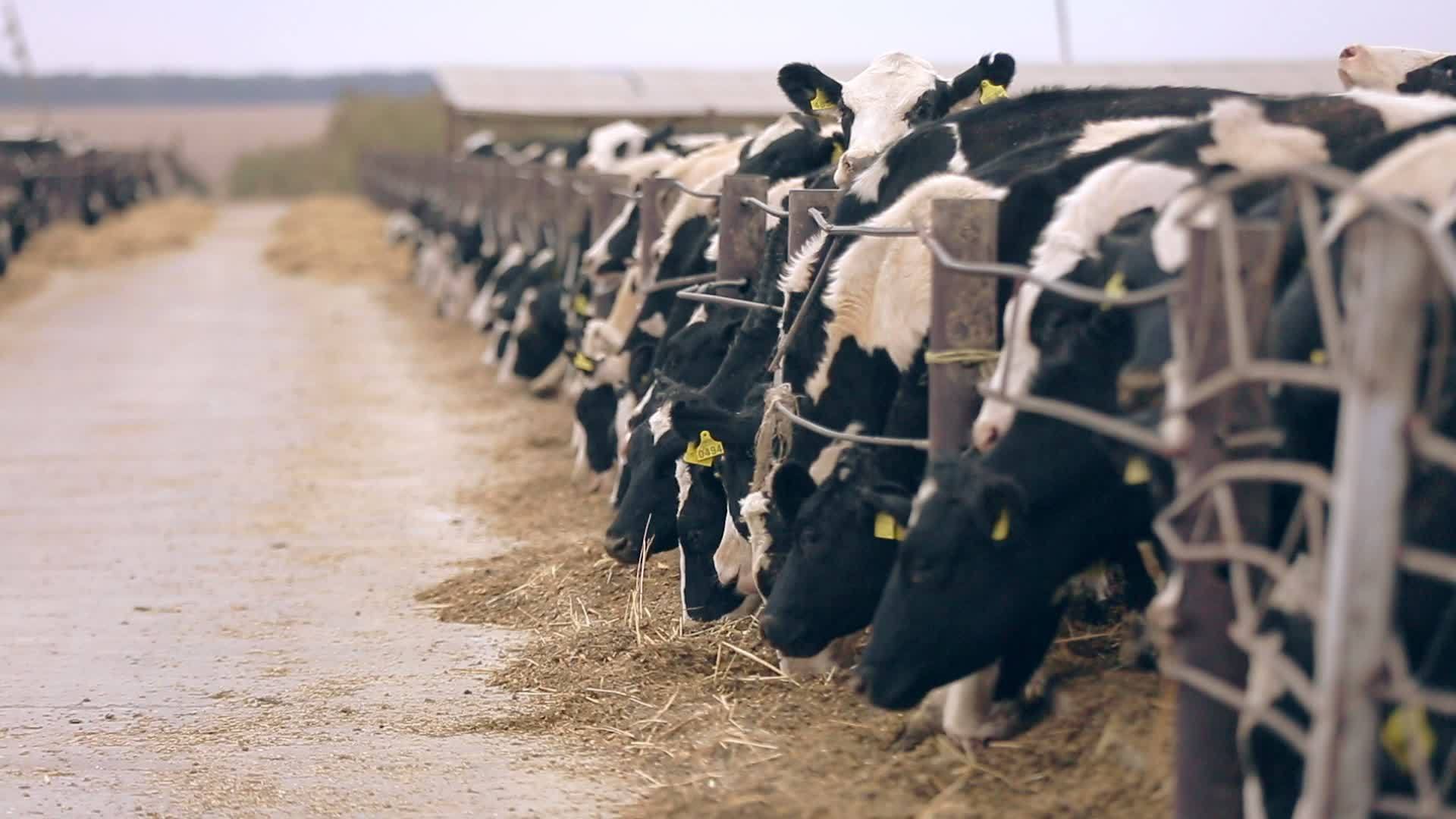 牛在农场、奶厂农场放牧视频的预览图