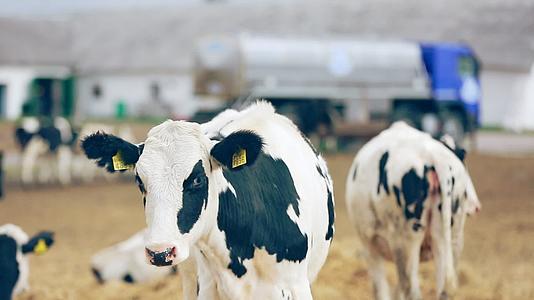 牛在牛奶农场放牧视频的预览图