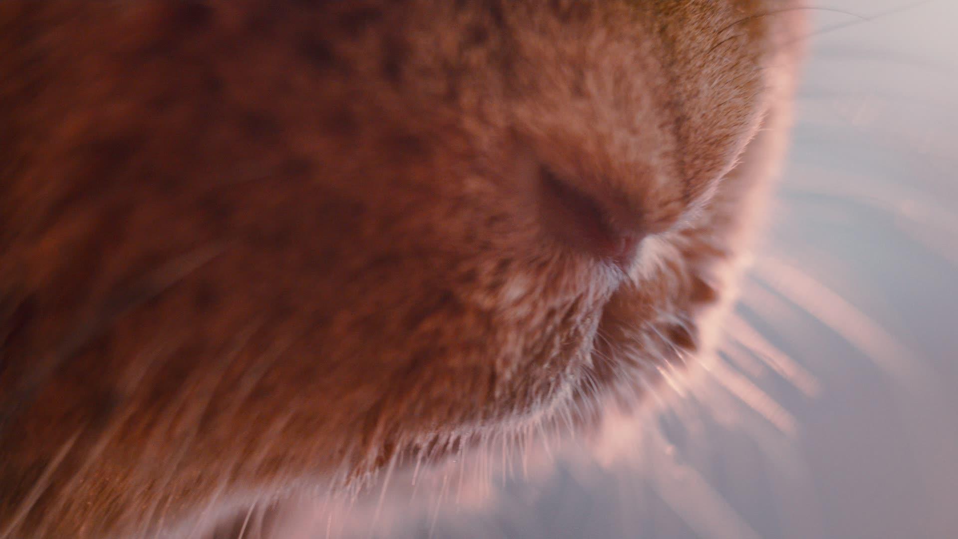 兔子的嘴和鼻子大射棕兔嗅探子的鼻子和胡子视频的预览图