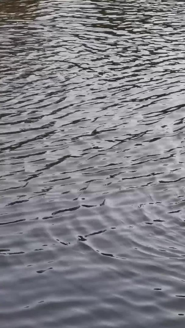鸭子在实拍河中嬉戏视频的预览图