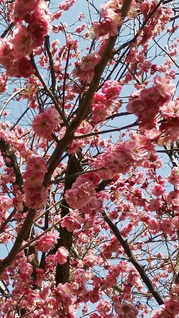 桃花实拍盛开视频的预览图