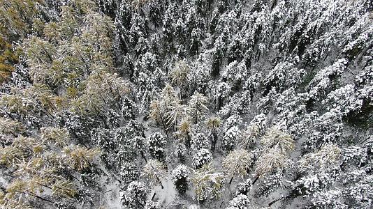 航拍雪中的树林视频视频的预览图