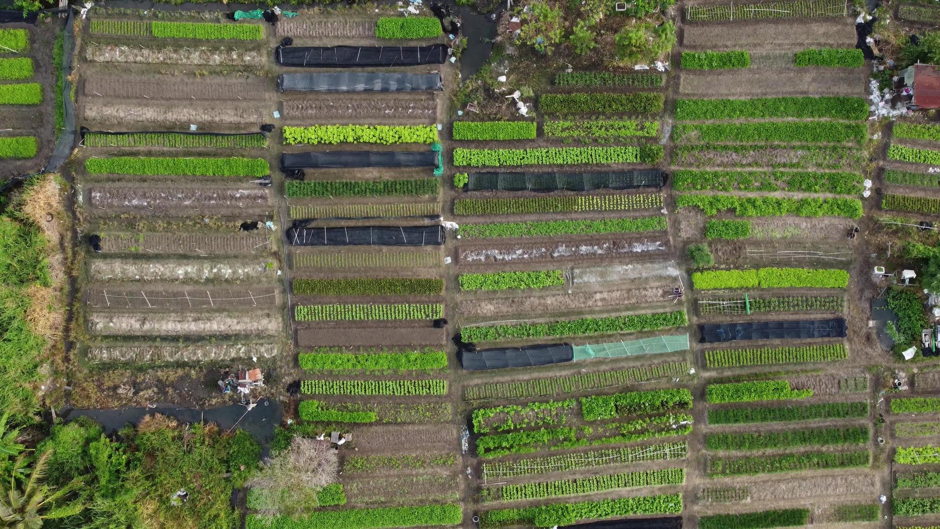 看看空中的蔬菜农场视频的预览图