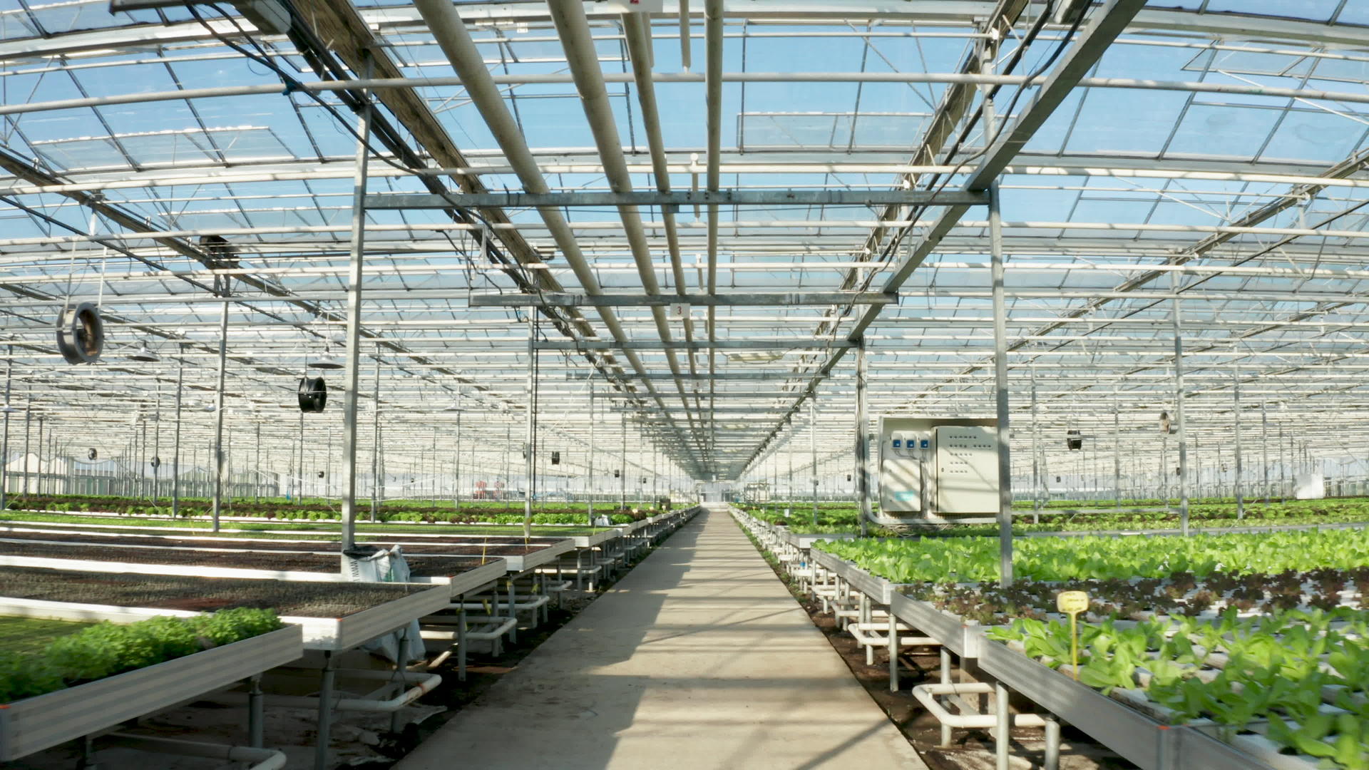 在温室里种植绿色生菜上方的空中摄像头视频的预览图
