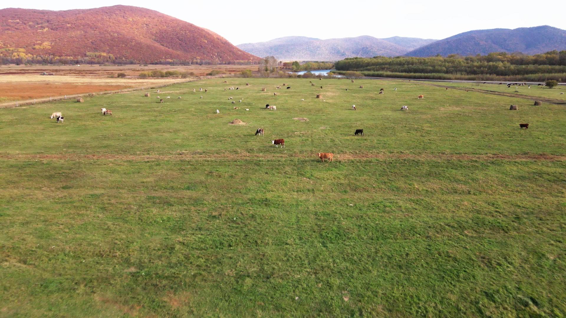 在以河流和底山为背景的绿地上放牧牛和马视频的预览图