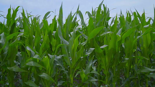 玉米地上的玉米秸秆在风中摇曳视频的预览图