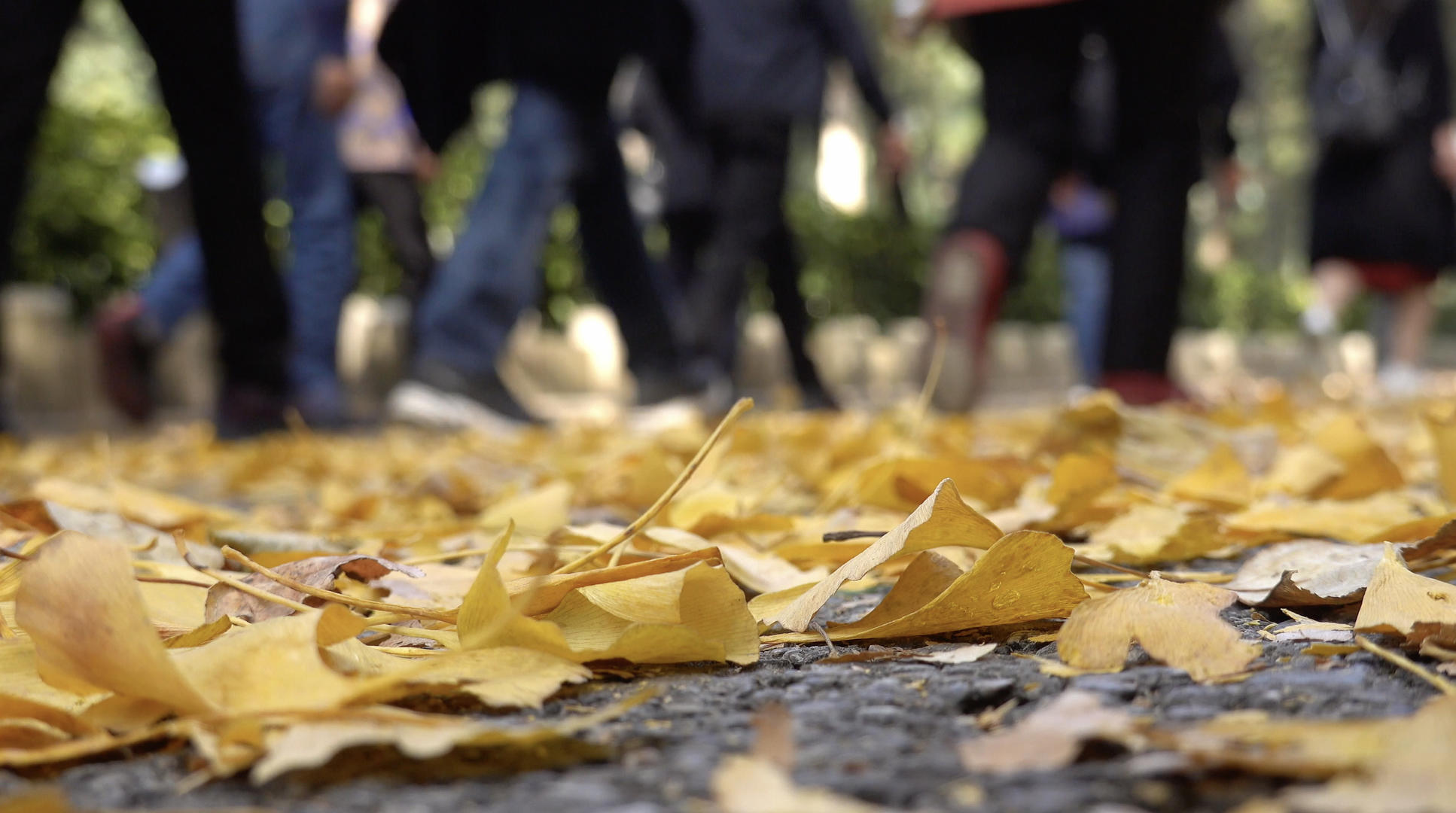 秋季落满银杏叶的道路及行人4K视频视频的预览图