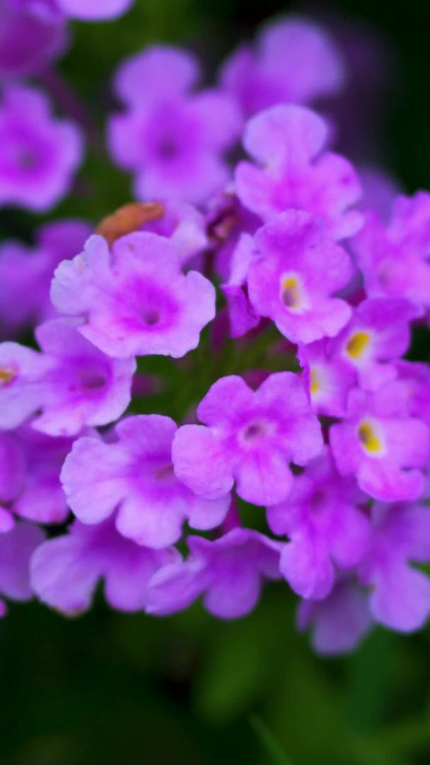 在春天静静地拍摄小紫野花视频的预览图