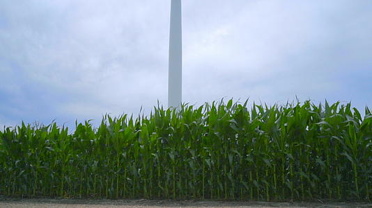 在玉米田关闭风力涡轮视频的预览图