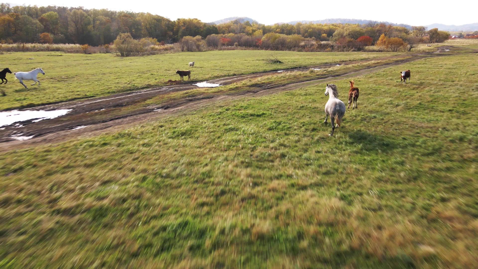 两匹马和牛在绿草地上奔跑视频的预览图
