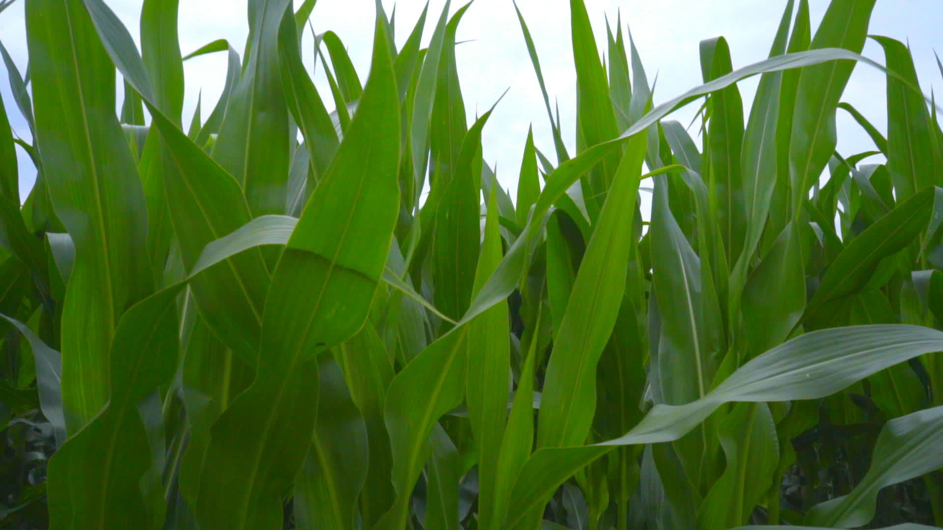 玉米田中的玉米叶子玉米田特写镜头视频的预览图