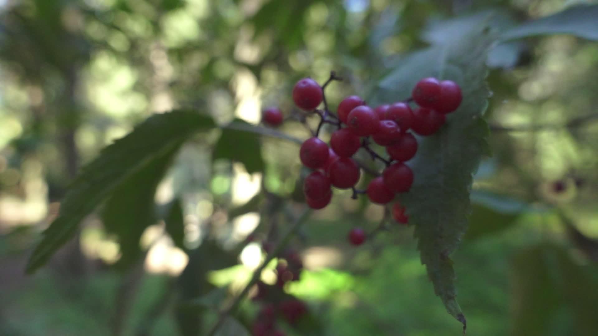 树枝上的红熟莓草林上的红熟莓野生植物夏季森林视频的预览图