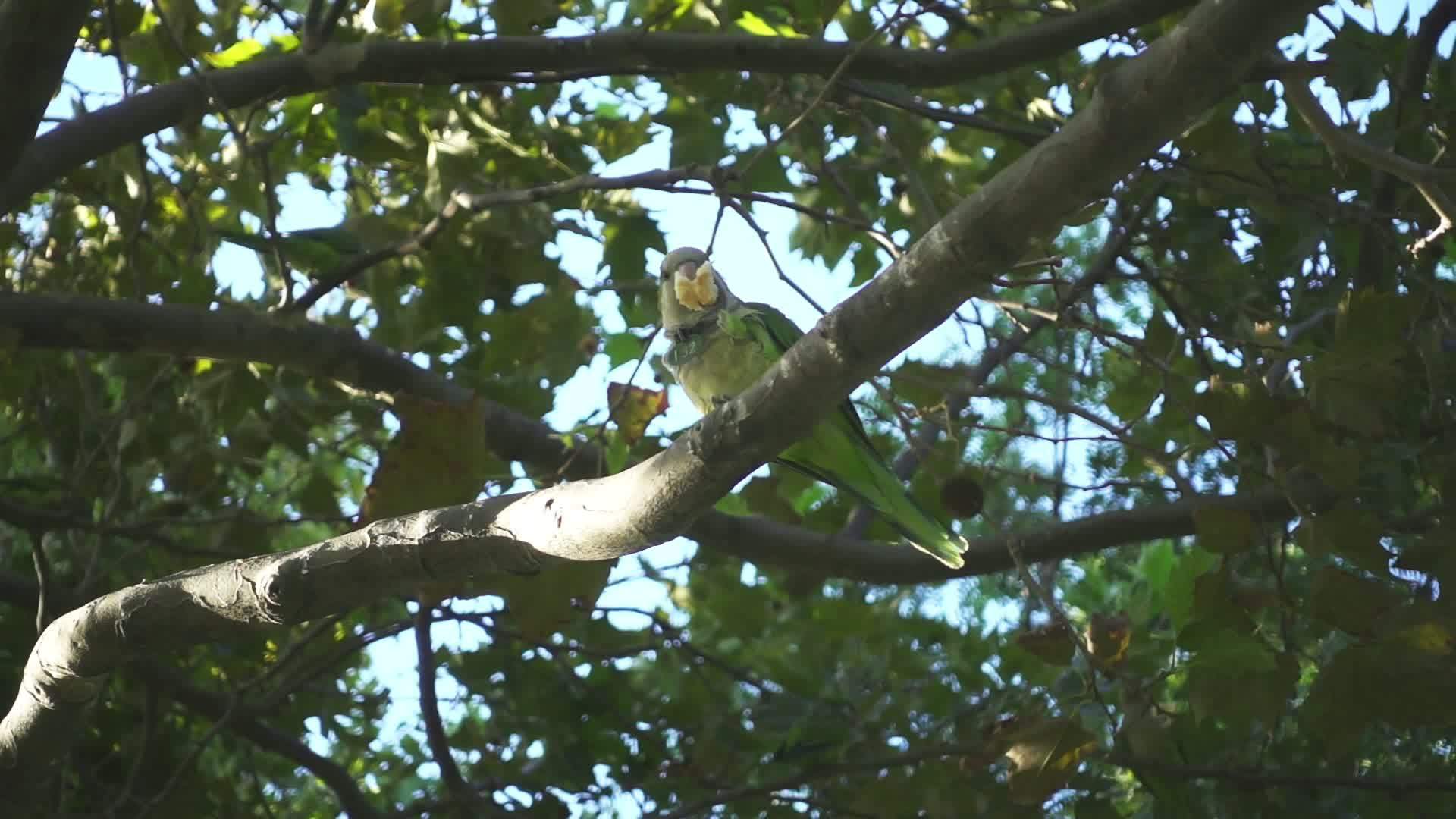 树枝上有野鹦鹉在树间慢动作吃视频的预览图