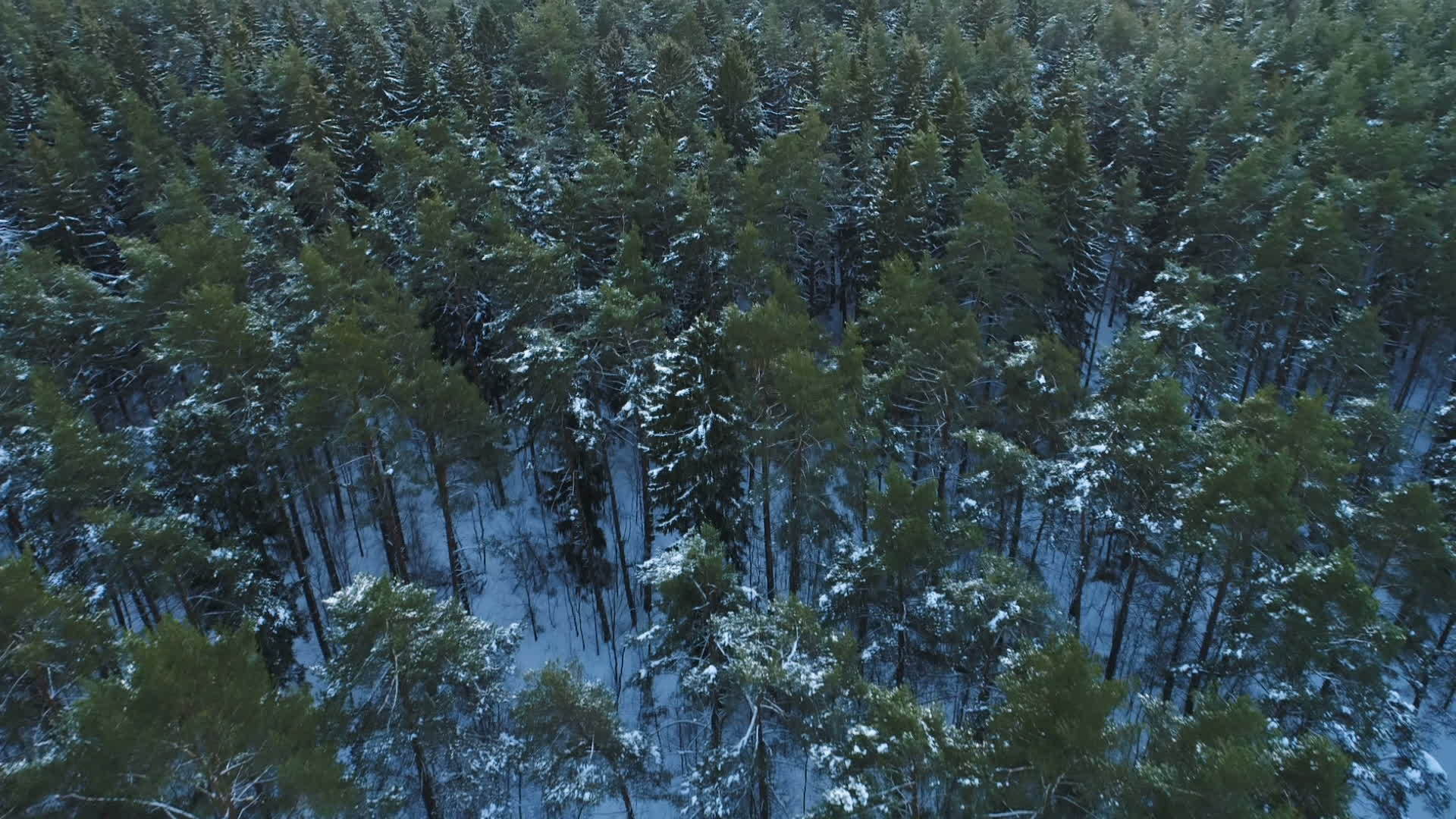 冬天在雪绿松树上飞行砍伐森林视频的预览图