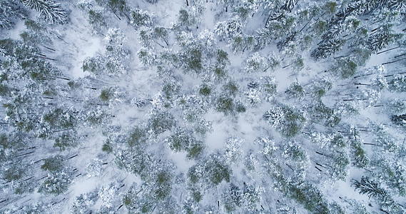 冬天的金叶林松树和松树在空中向前飞行视频的预览图