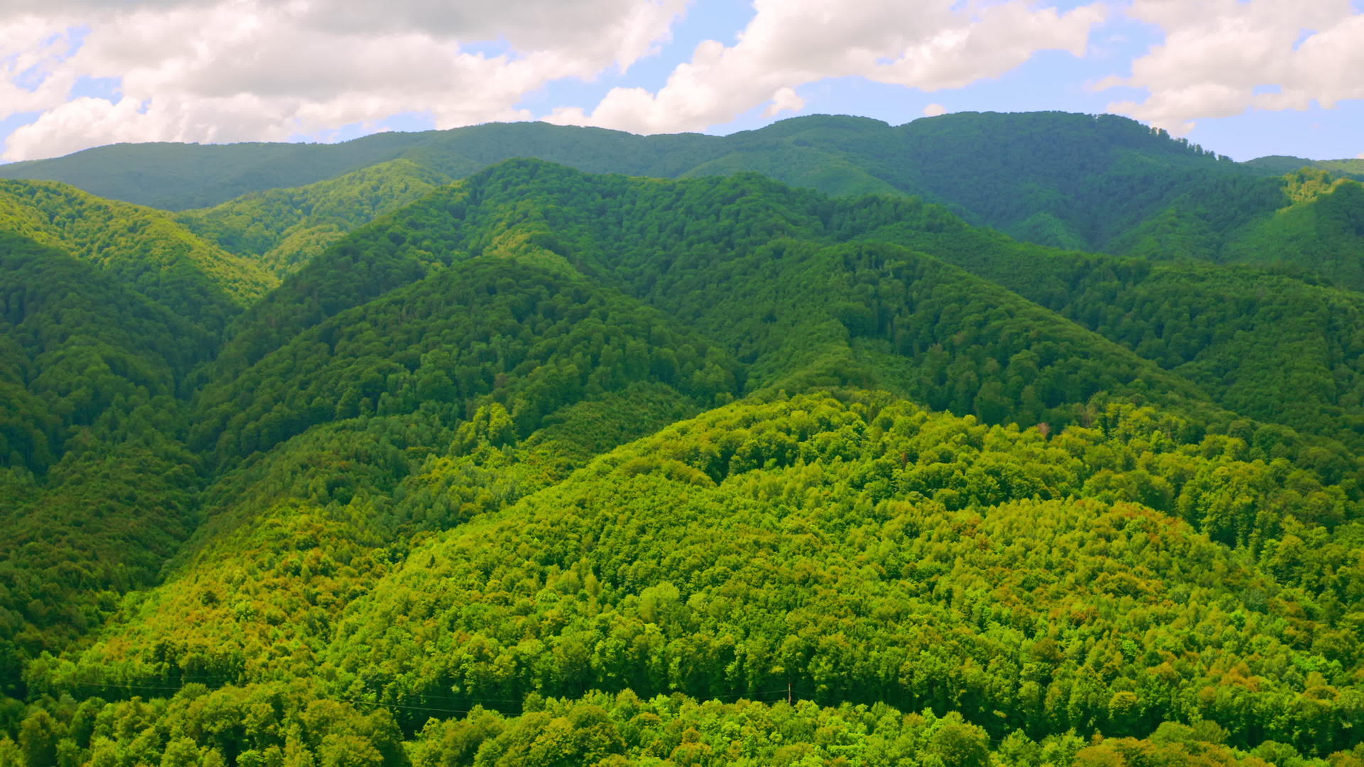 空中全景木林视频的预览图