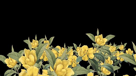 穿梭黄色花朵带通道视频的预览图