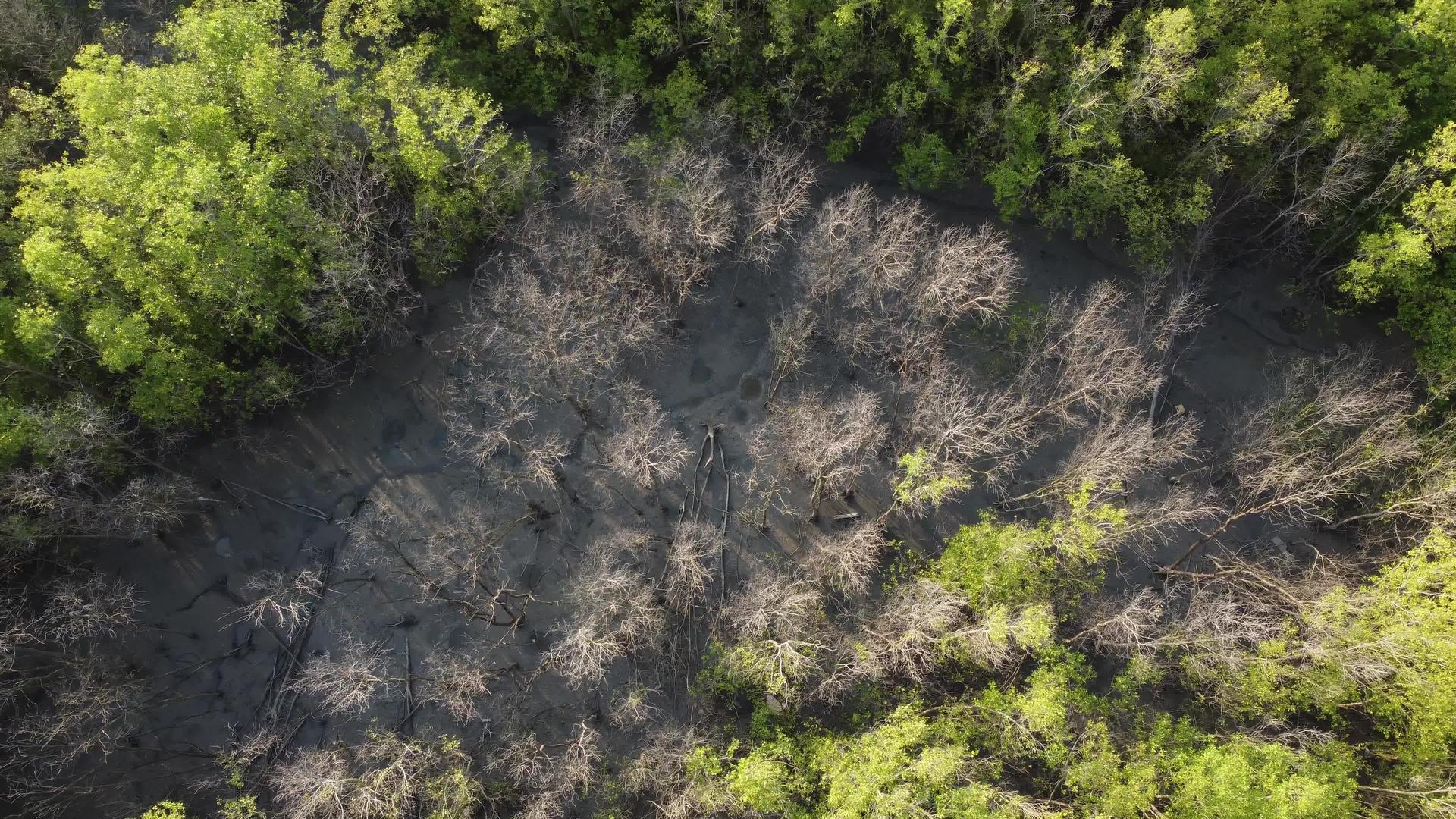 干树在红树林沼泽视频的预览图