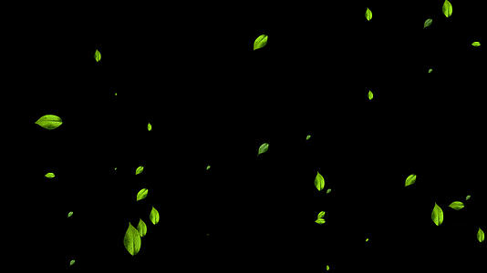 绿色树叶飘落元素带透明通道80视频的预览图