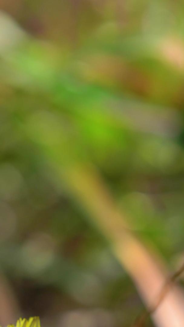 蒲公英在森林草原上视频的预览图