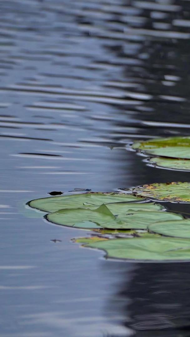 在自然美湖上实拍睡莲视频的预览图