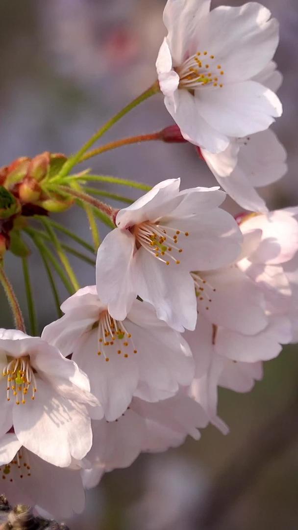 春天自然风光樱花视频集合视频的预览图