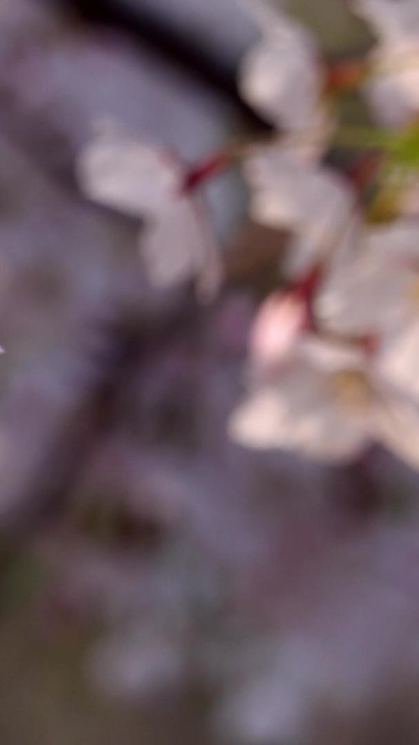 春天自然风光樱花视频集合视频的预览图