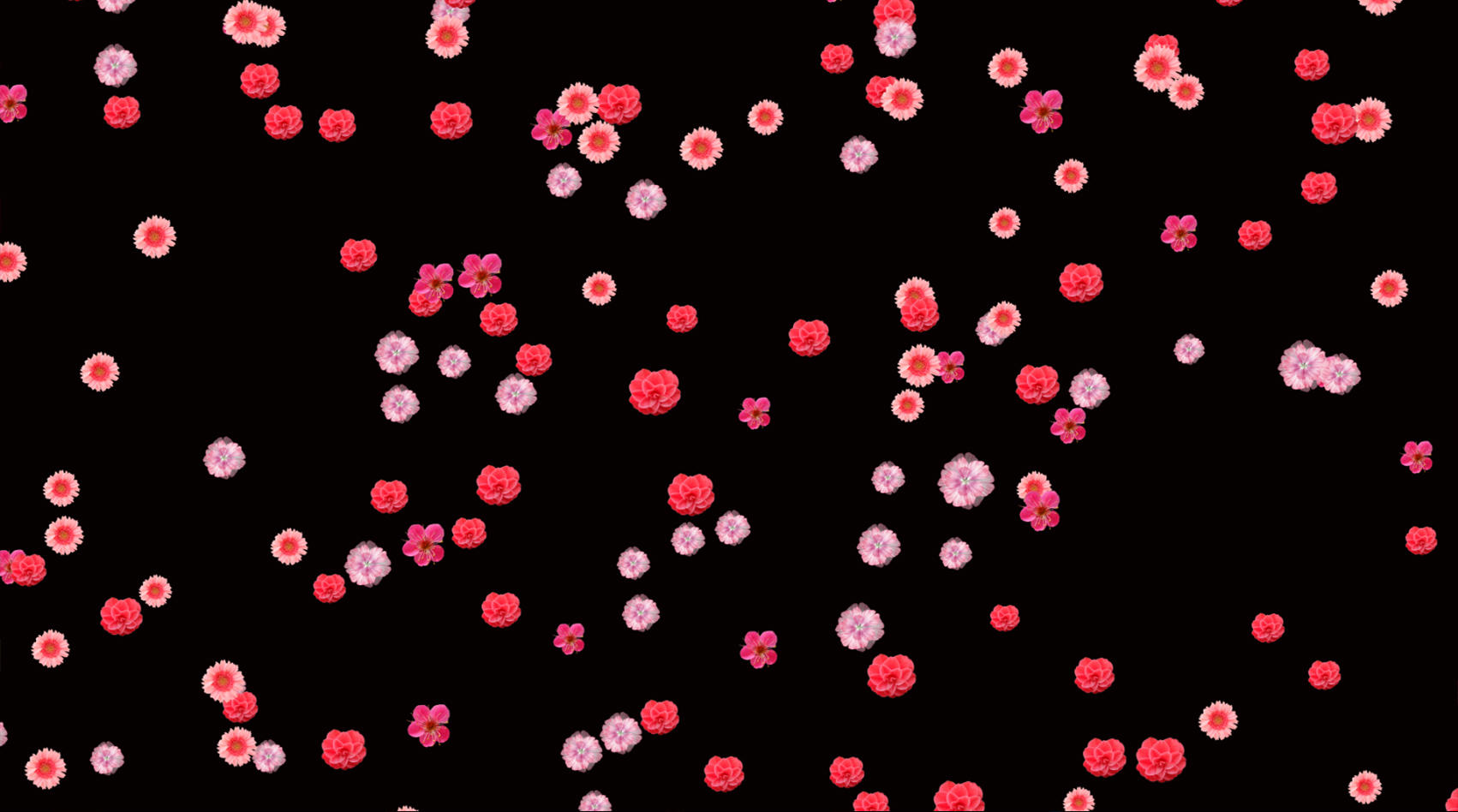 粒子花朵动画带透明度通道视频的预览图