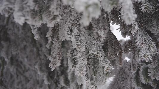 雪松针叶林特写雾凇雪景视频的预览图