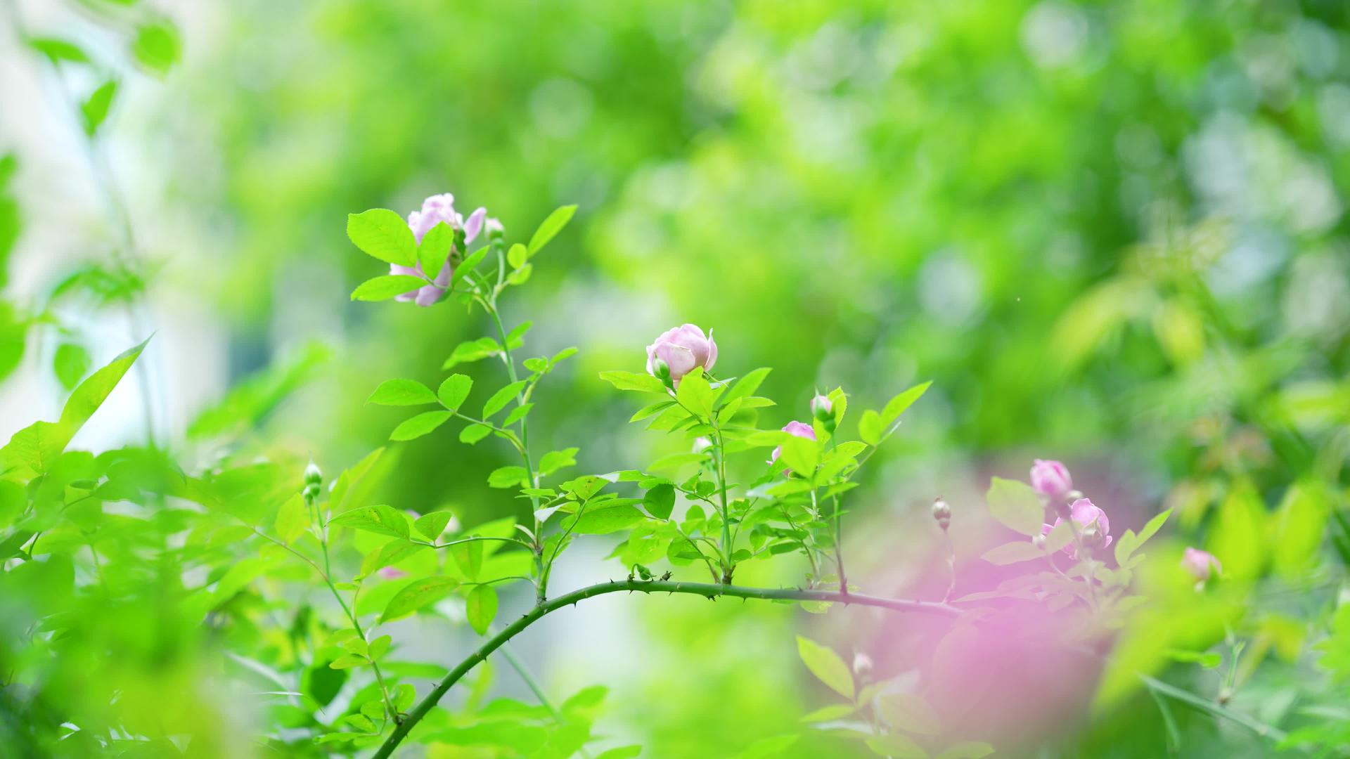 春天绿色植物阳光空镜4k实拍视频的预览图