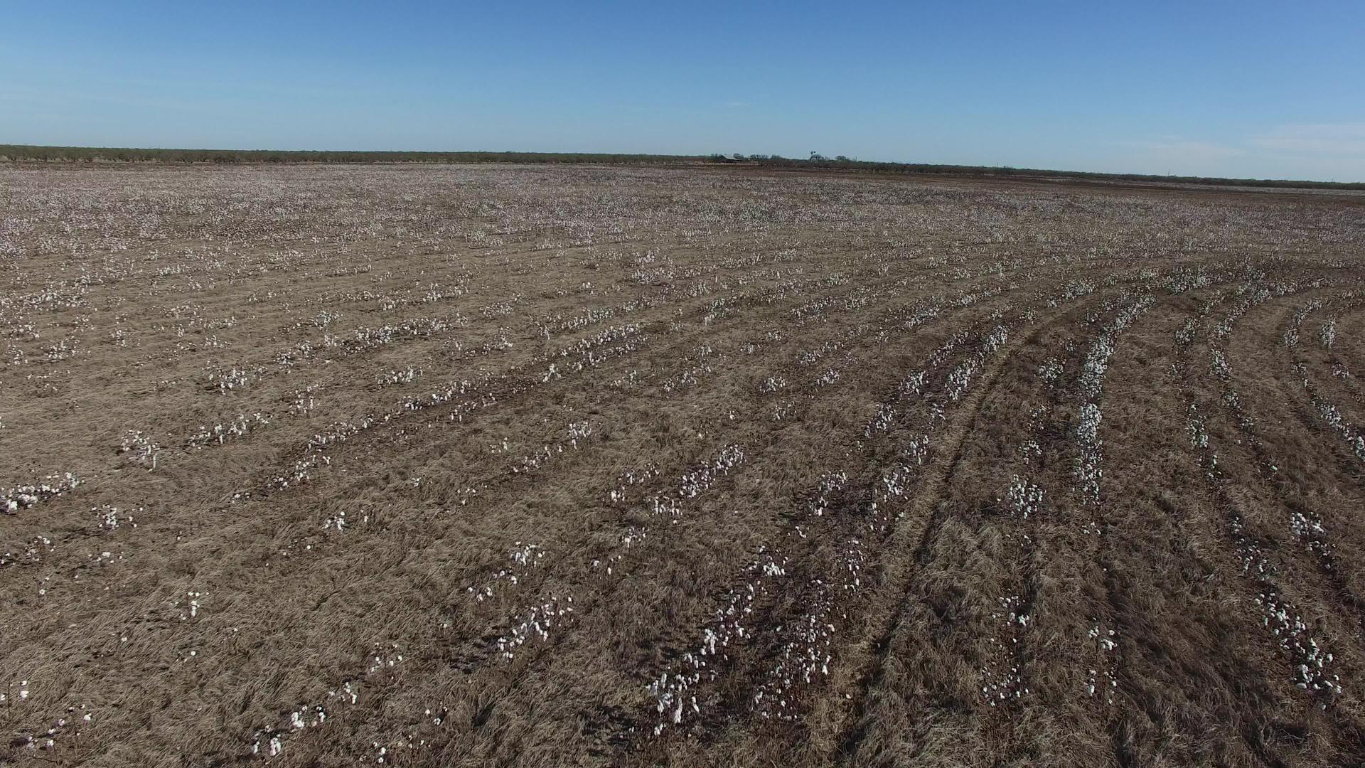 收获的棉花田用于空中飞行视频的预览图