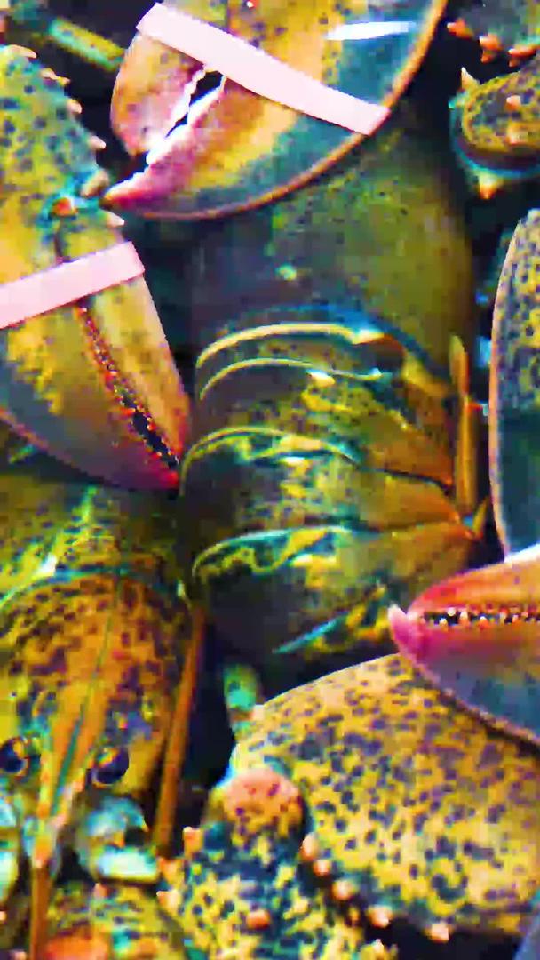 澳洲大龙虾海鲜视频的预览图