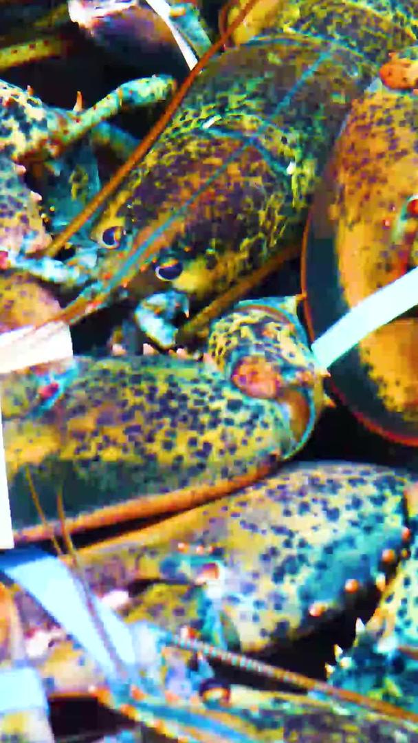 澳洲大龙虾海鲜视频的预览图