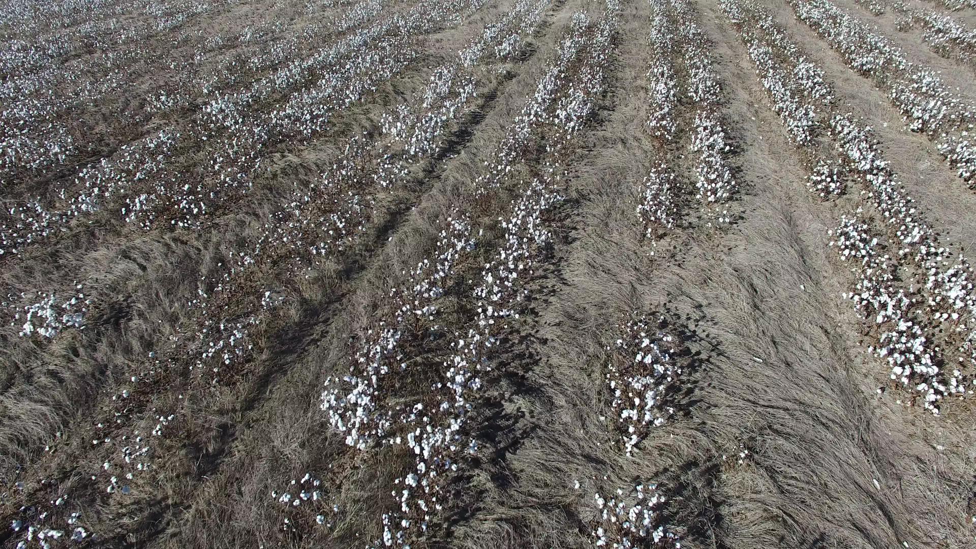 空中录像的棉花田视频的预览图