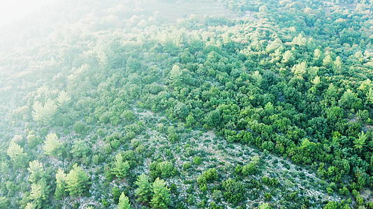 无人驾驶飞机飞越岩石山的绿色森林视频的预览图