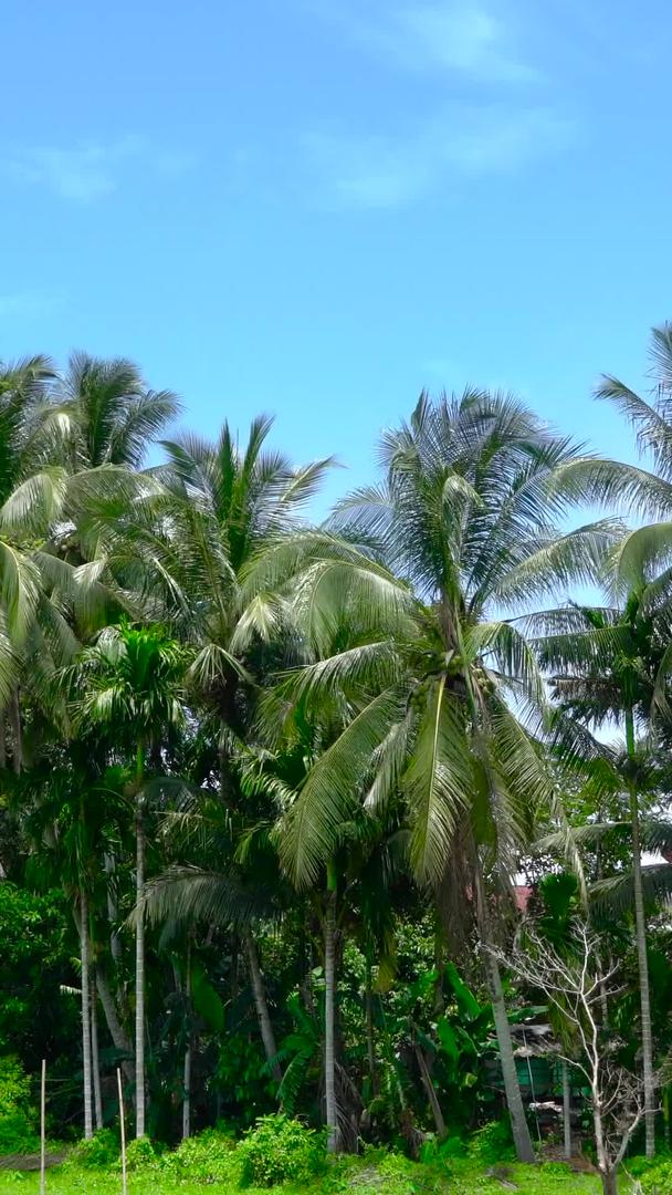 延迟收集热带岛椰林视频的预览图